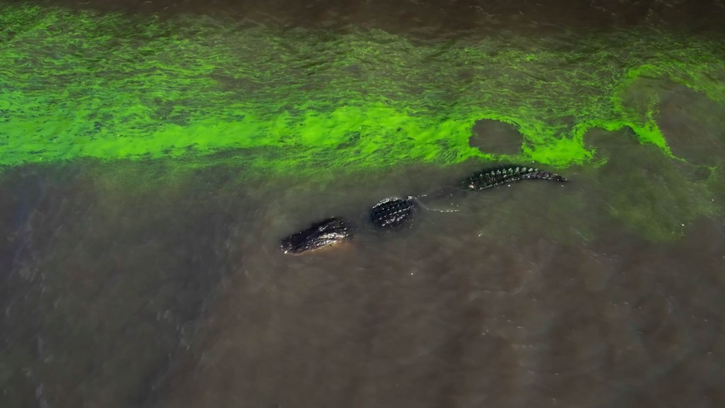 An alligator swims in a river surrounded by green algae