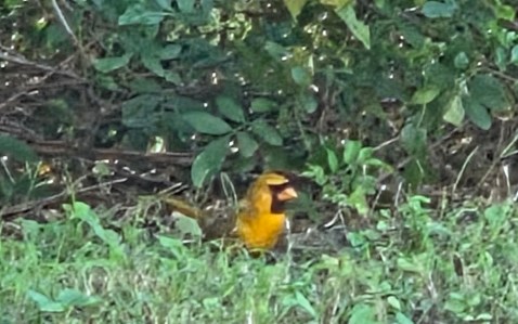 South Florida Yellow Cardinal Sighting Is Very Rare