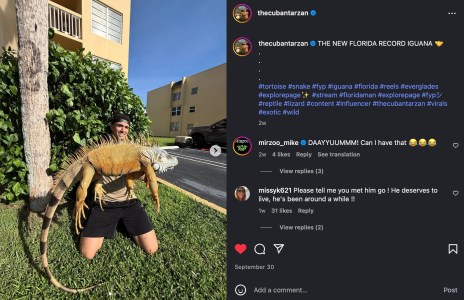 Miami Man Lays Claim to Record Iguana Catch