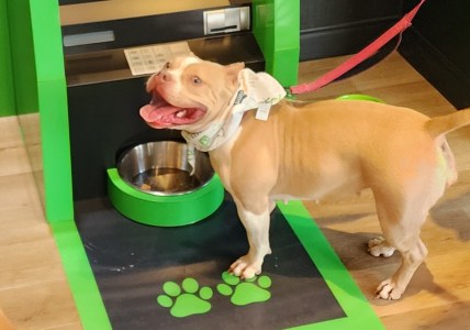 Coral Gables Is Opening an ATM for Dogs