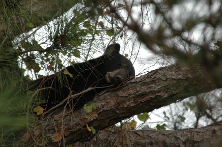Florida Bear Population Shows Decline Ahead of State Hunt