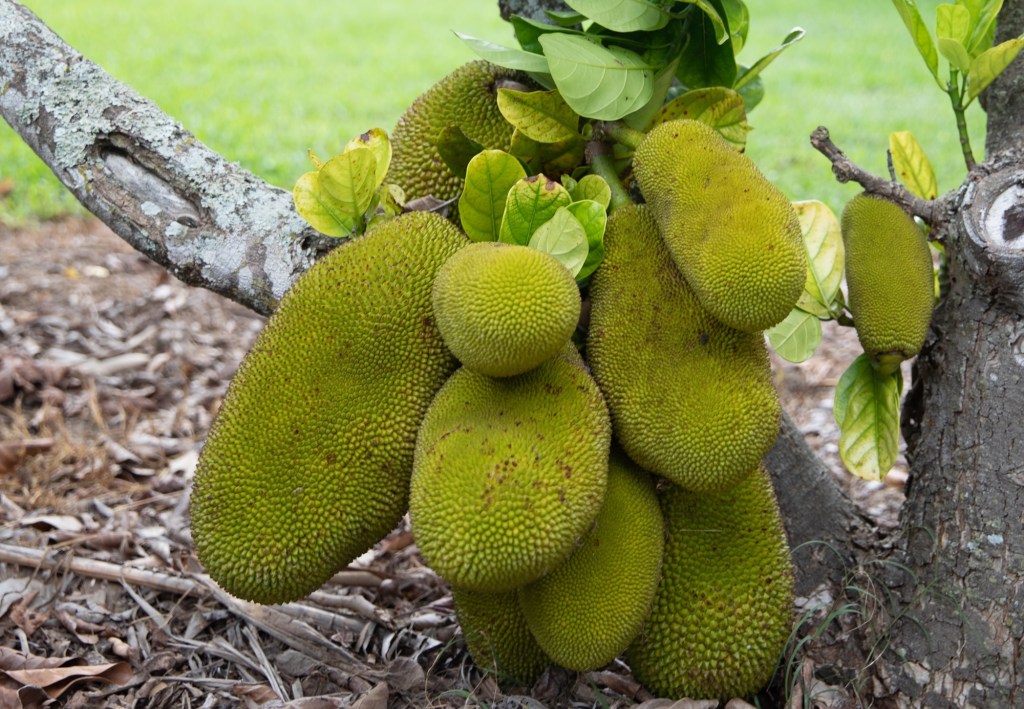 Photo of a bunch of jackfruit in a tree. The fruit is green, oval, and sizable with small bumps all over