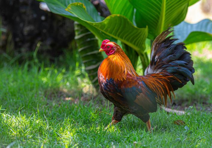 photo of a rooster walking in the grass in a garden