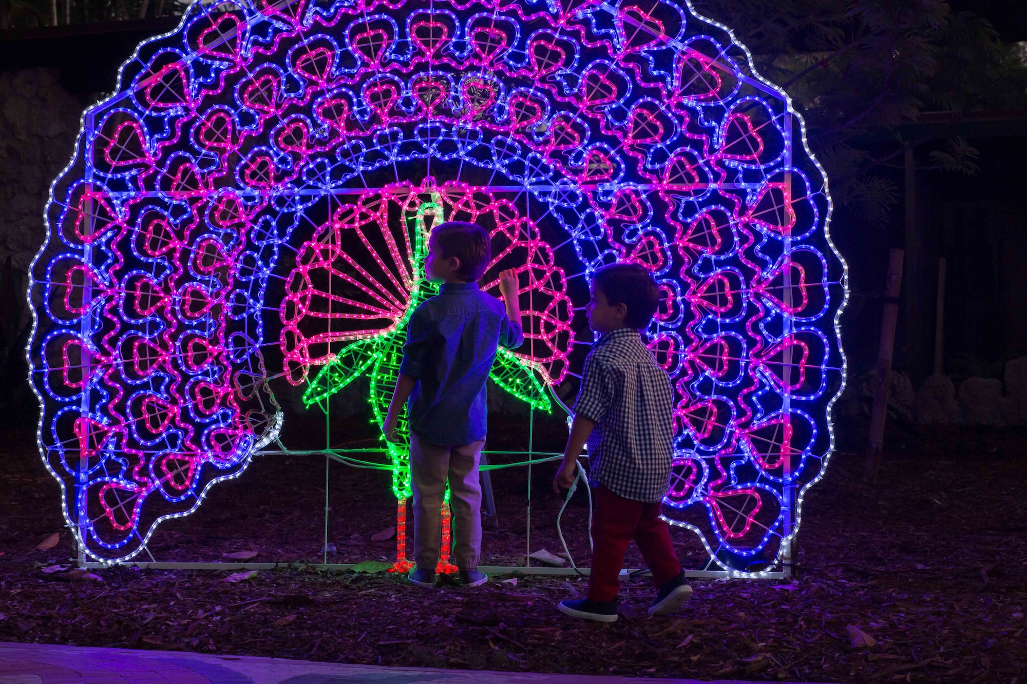 photo of two young boys standing in front of an illuminated light sculpture of a peacock