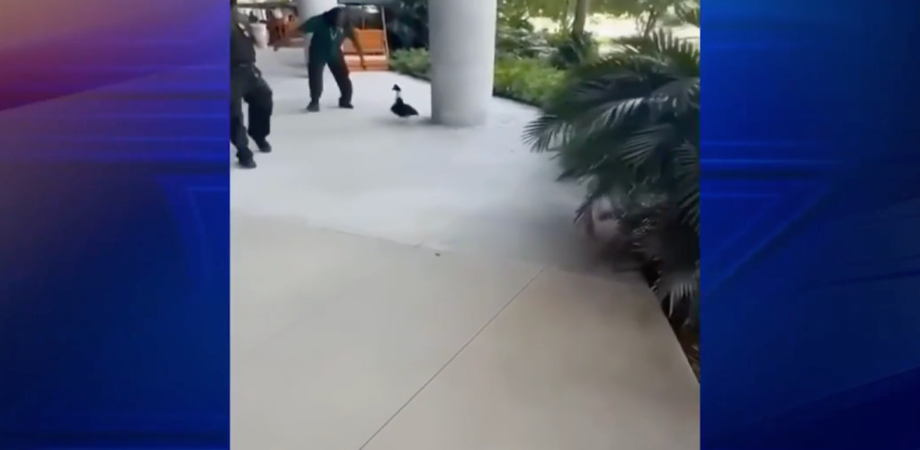 A man charges at a duck on the University of Miami campus