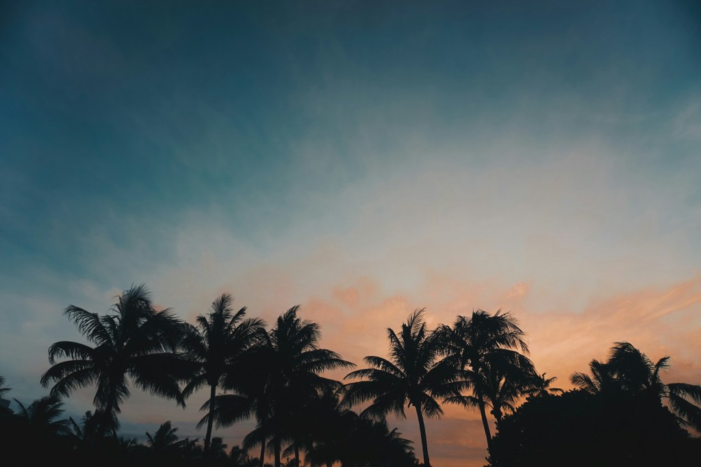 photo of a blue and pink sky at sunset behind palm trees