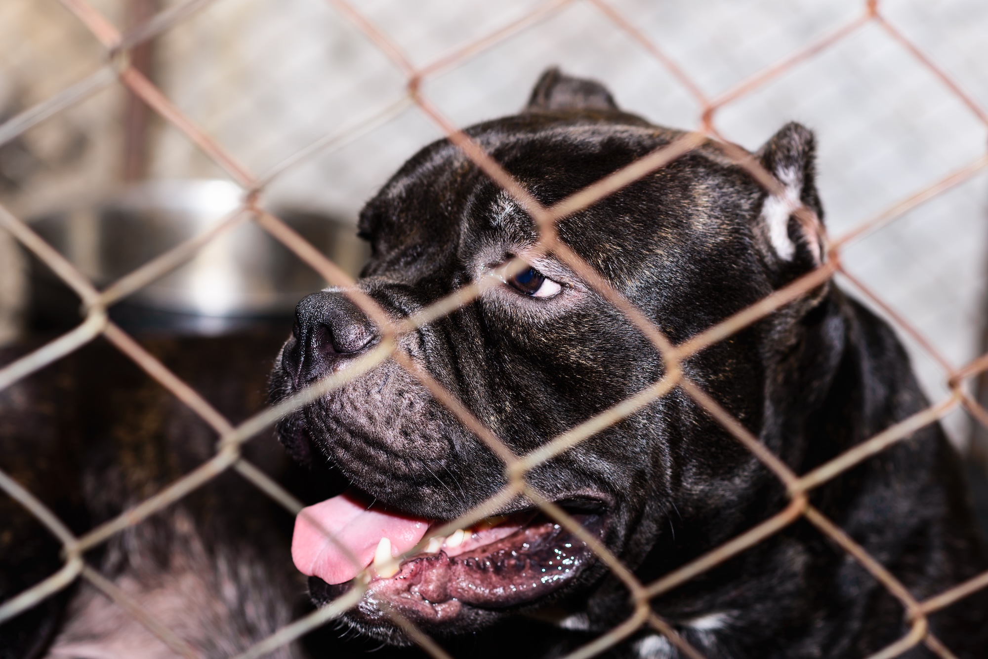 close-up photo of a black pit bull in a chainlink cage