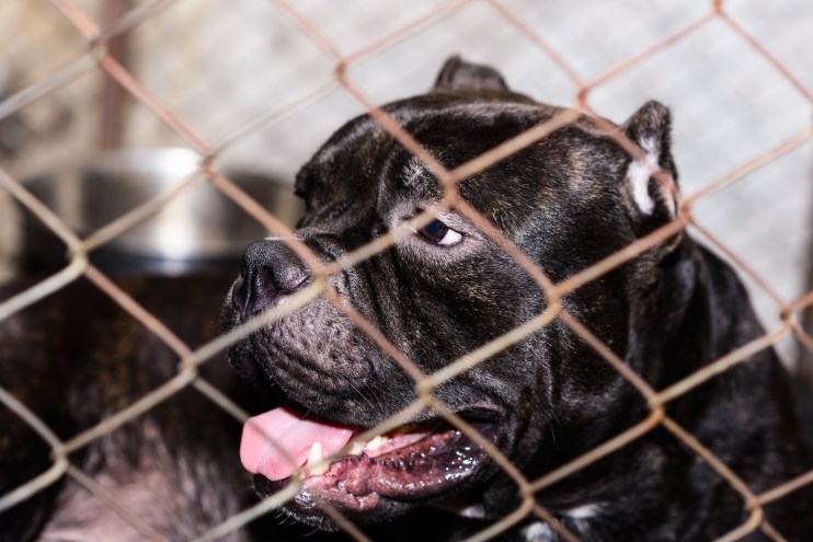 close-up photo of a black pit bull in a chainlink cage