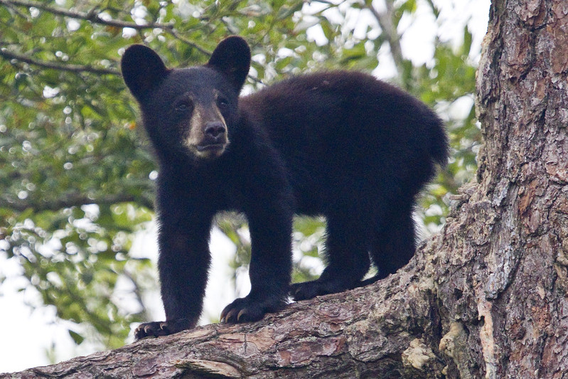 Florida Releases Kill Count for 2025 Black Bear Hunt: What to Know