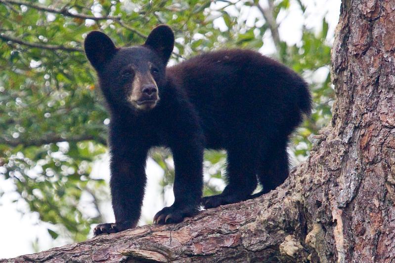 a black bear cub stands on a pine tree limb