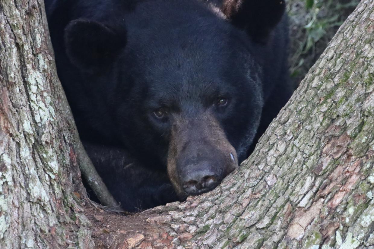 Closeup of a Florida black bear in the crook of a tree
