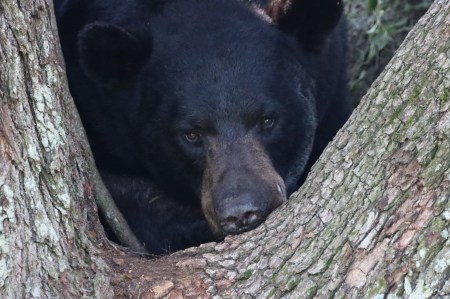 Bear Hunt Farce: FWC Says It Doesn't Have to Follow Science