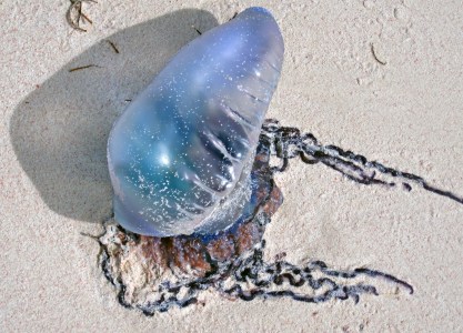 Are Portuguese Man O' Wars Washing Up on Miami Beaches?