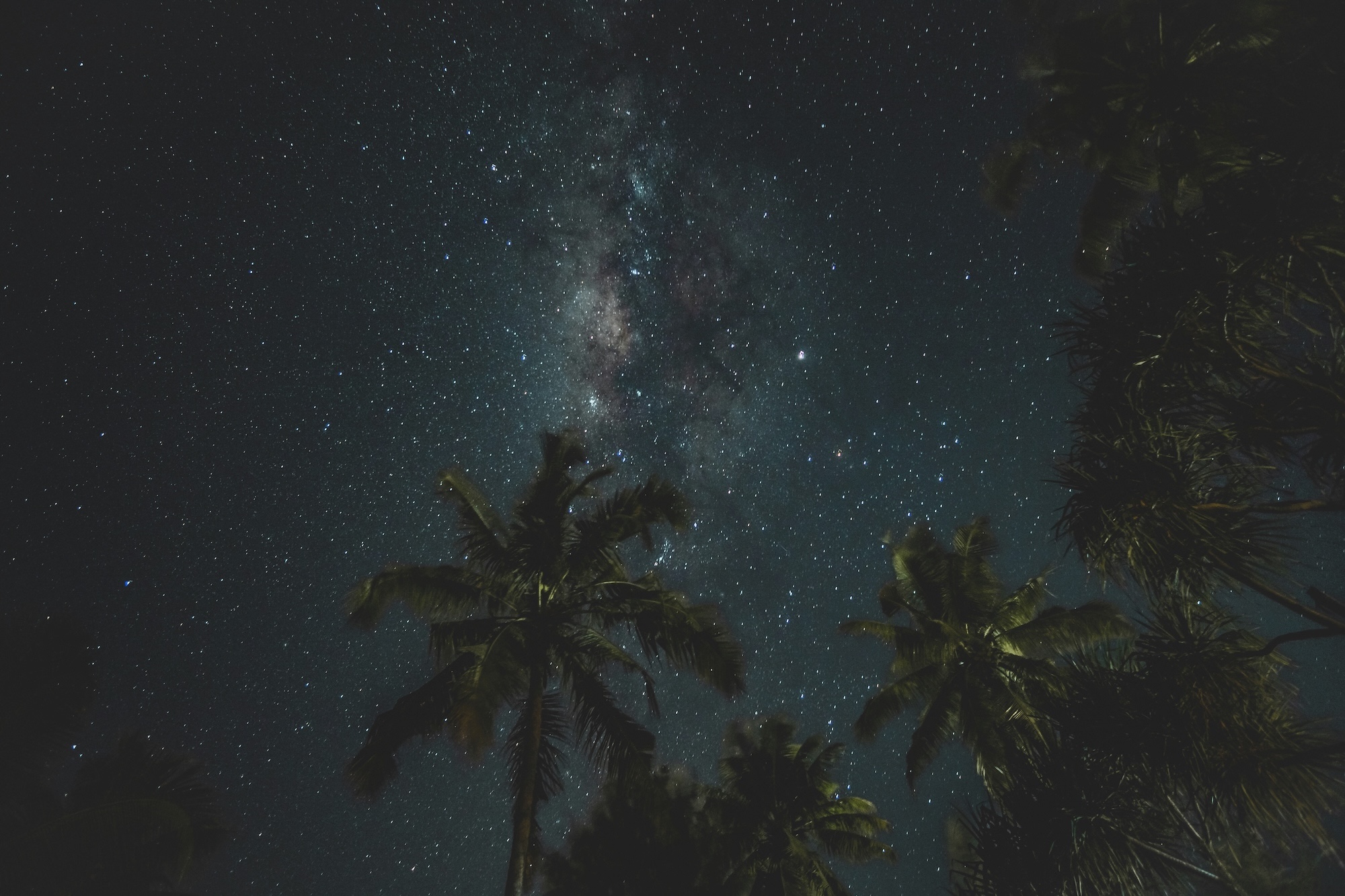 photo of palm trees in the foreground with a starry night in the background