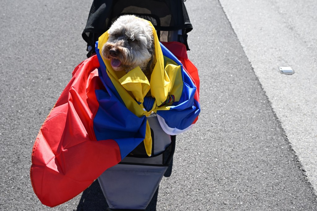 photo of a dog wrapped in the Venezuelan flag in a stroller