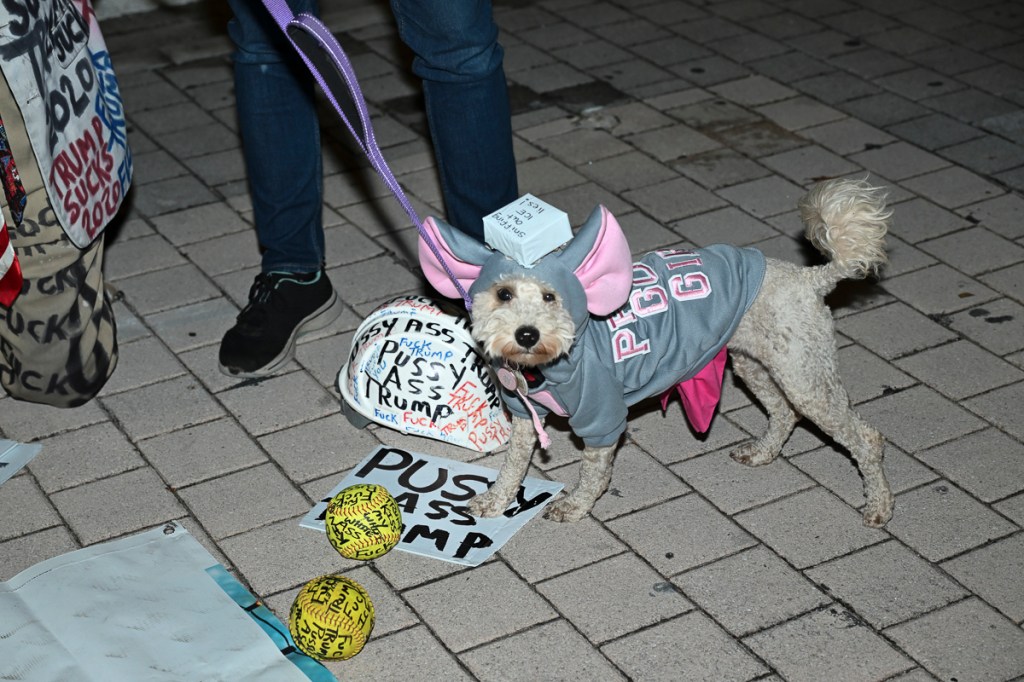 Photo of a dog in a sweater at a protest. He steps on signs reading, Pussy Ass Trump"