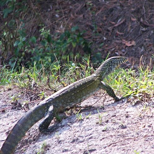 a long lizard walks on the bank of a body of water
