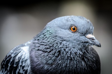 Video: Man Harms Pigeons on Miami Condo Roof