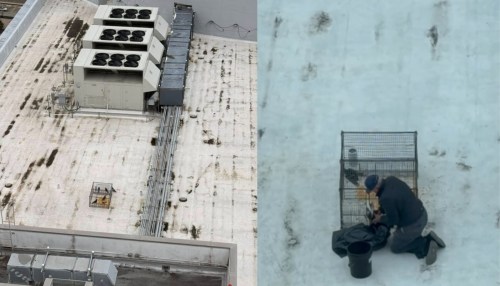 Video: Man Harms Pigeons on Miami Condo Roof