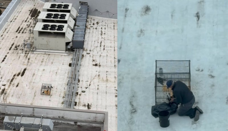 Side-by-side photo of caged pigeons on roof (left) and a photo of the man kneeling next to the cage stuffing the birds into the garbage bag.