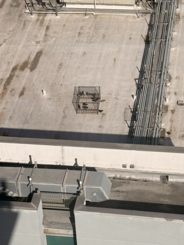 Caged pigeons on the roof of a building