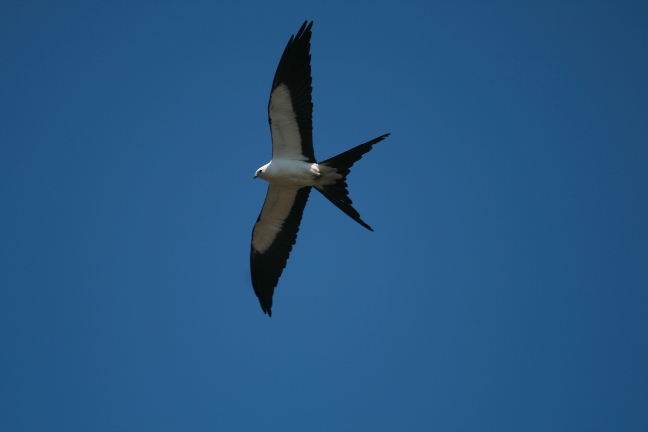 a white-and-black bird soars through the sky