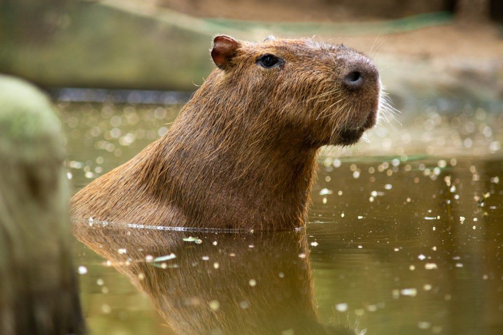 capybara