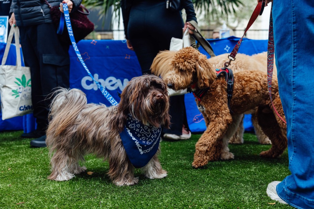 photo of two leashed dogs playing on astroturf in front of a banner reading, "Chewy"
