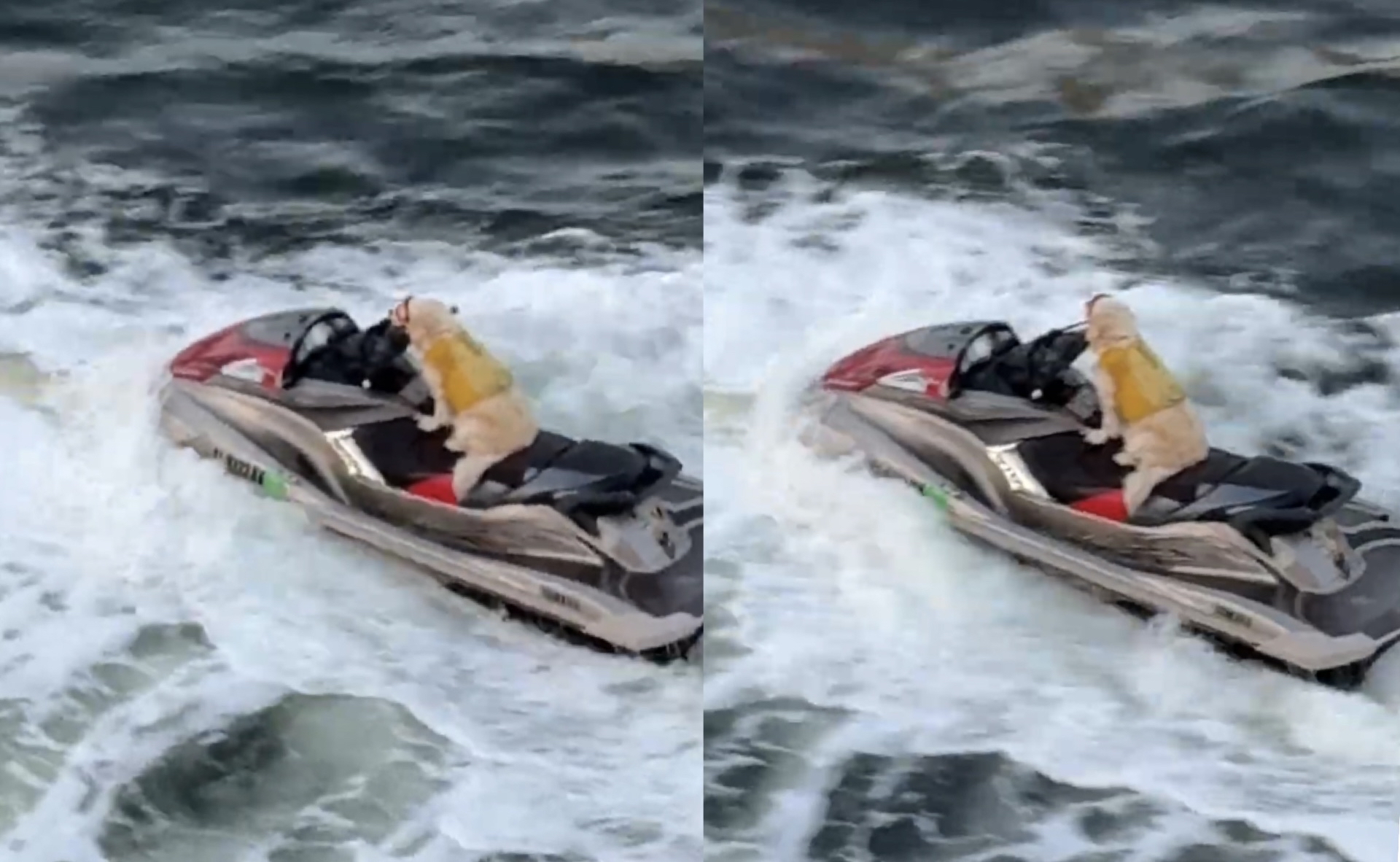 A jet skiing dog