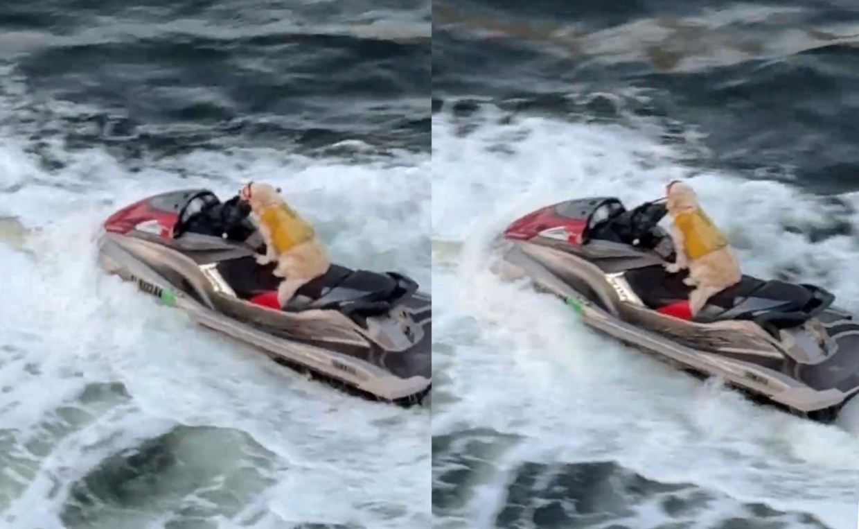 A jet skiing dog