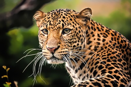 Wildlife Attraction Cited After Leopard Loses Leg