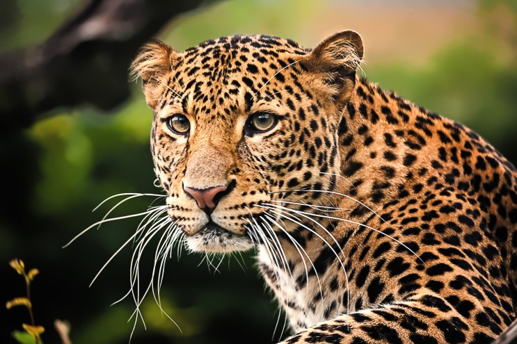 Wildlife Attraction Cited After Endangered Leopard Loses Leg in Breeding Attempt
