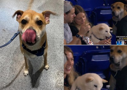 Miami Marlins find viral pup who wanted a hot dog