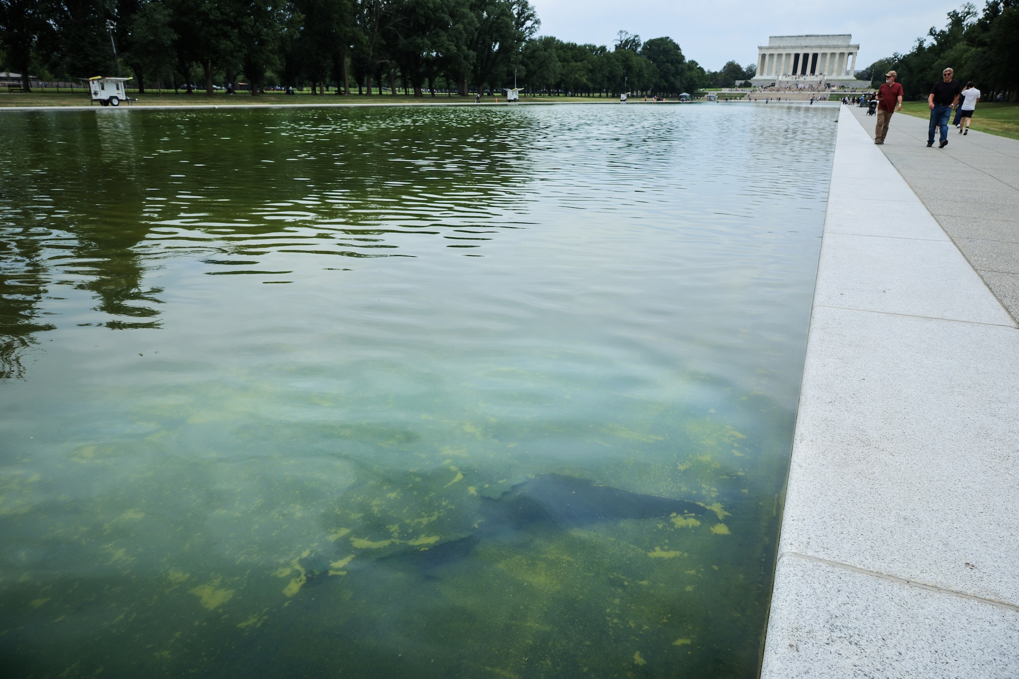 Palm Beach-based contractor is behind Washington D.C. reflecting pool swamp