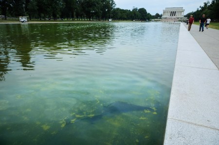 Of course D.C. reflecting pool swamp has Palm Beach ties