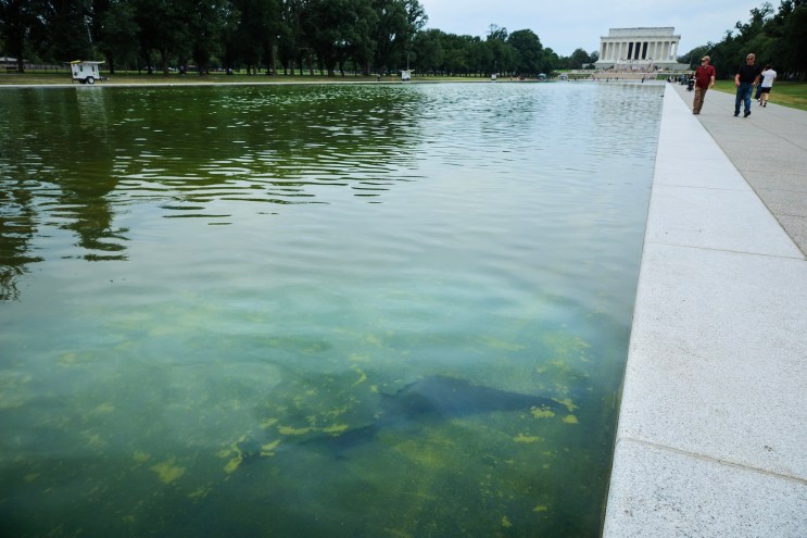 Palm Beach-based contractor is behind Washington D.C. reflecting pool swamp