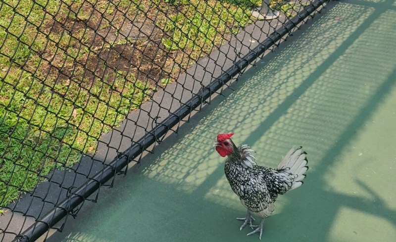 A photo of a rooster on a court.