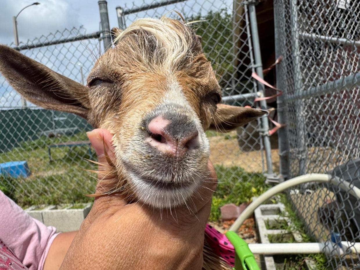 Photo of the face of a goat