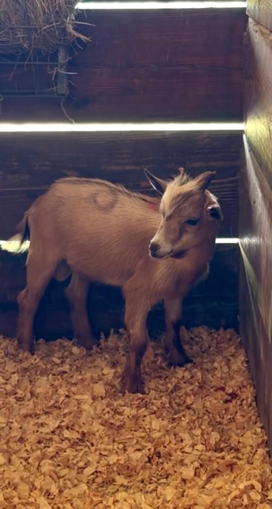 Photo of a goat in a barn