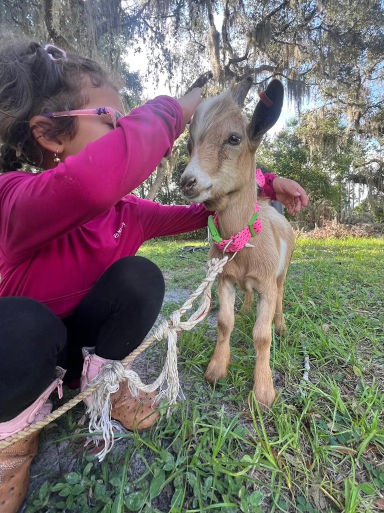 Photo of a goat with a little girl