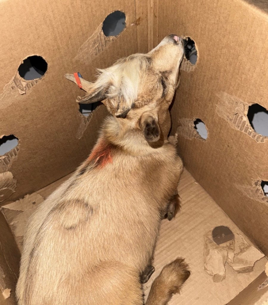 Photo of a goat in a box