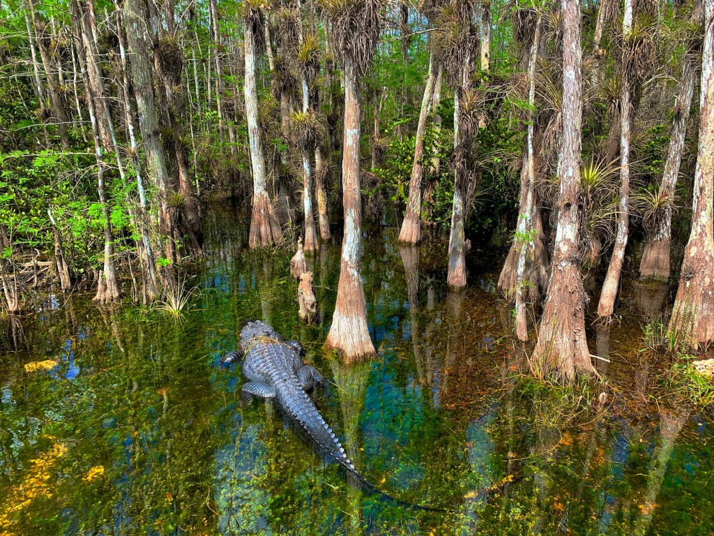 photo of an alligator swimming in a cypress dome at Big Cypress National Preserve