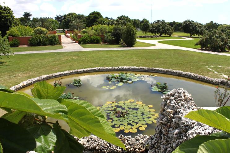 pond at Fruit & Spice park