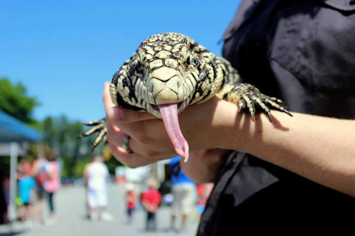 Bill Would Allow “Hunting Teams” to Capture Tegus and Other Invasive Species