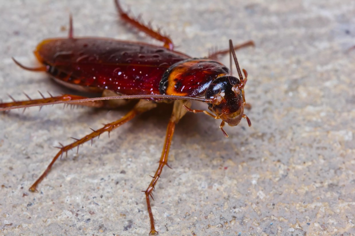 Miami Is America’s Third-Most Roach-Infested City, According to Census Data