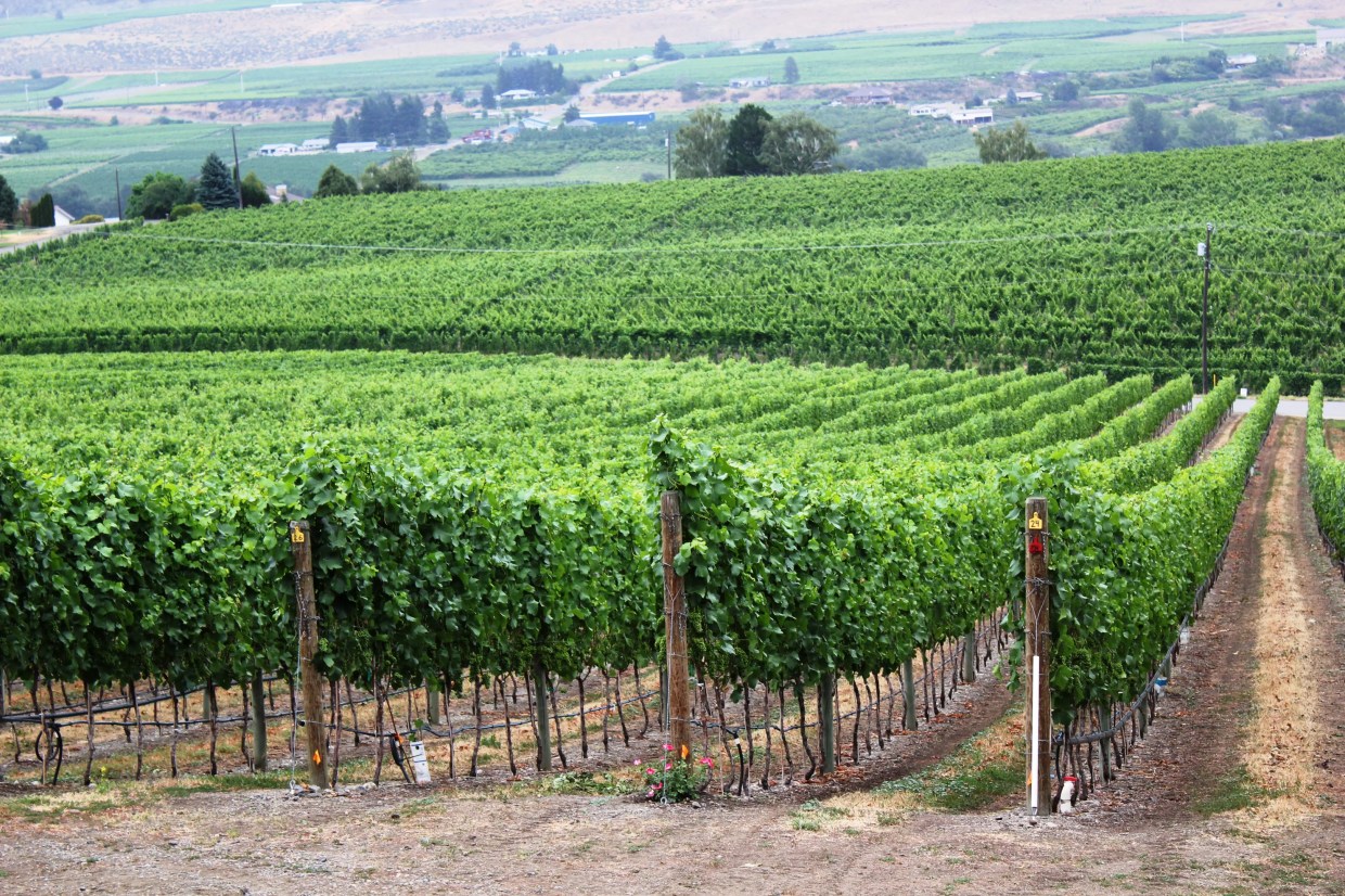 Miami-Dade County Tries to Recruit Wineries Even Though Grapes Don’t Grow Here