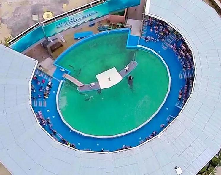 USDA Officials Say Lolita’s Tank at Miami Seaquarium Might Violate Federal Law