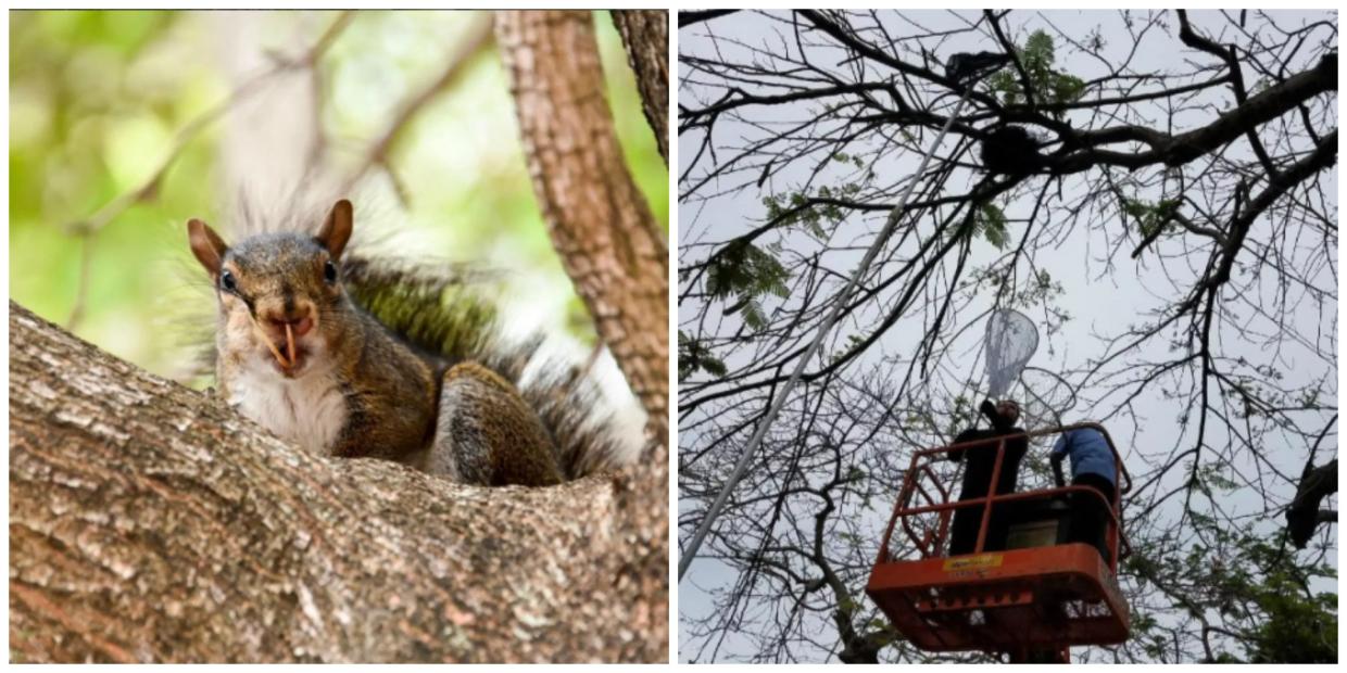 Animal Lovers Try to Save Sabrina, County Hall’s Snaggletoothed Squirrel