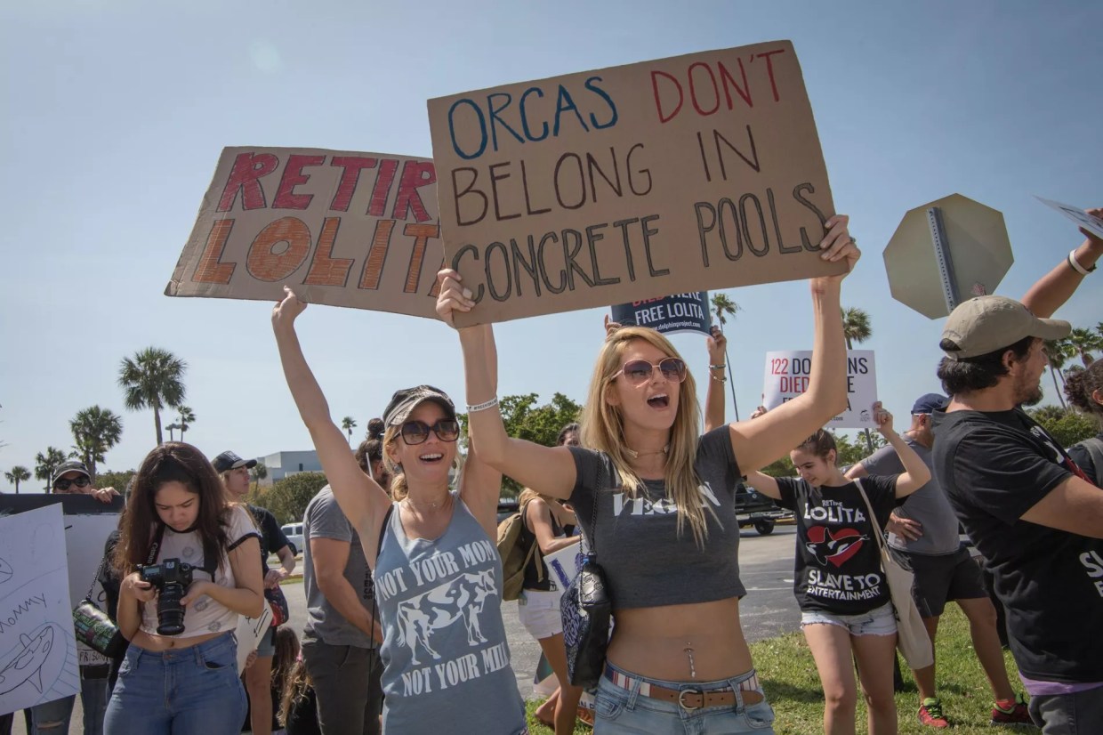 Lolita, Miami Seaquarium’s Orca, Left in Tank During Hurricane Irma, Activists Say UPDATED