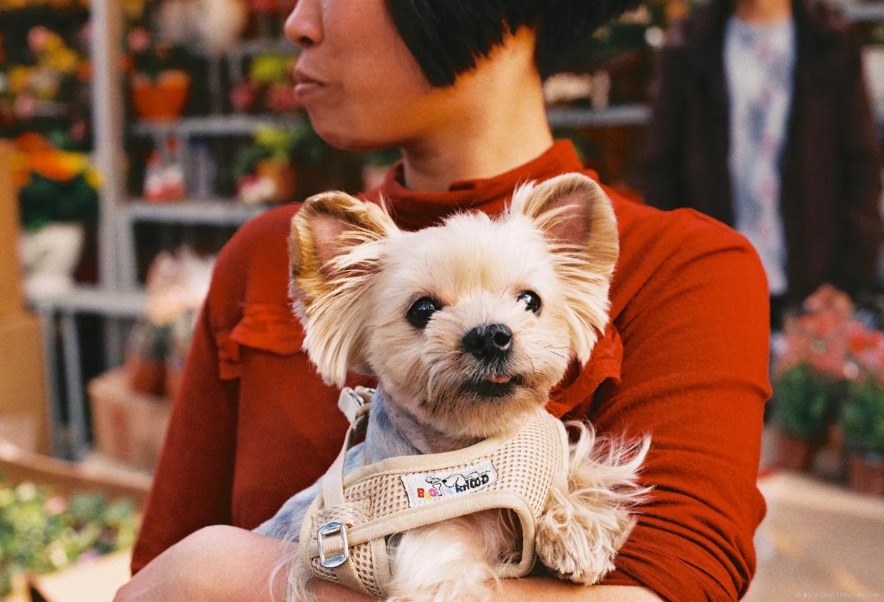 The Canine Film Festival Invites You to Watch a Film With Your Dog